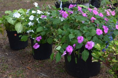 Greater Fullerwood Plant Sale Featured Image